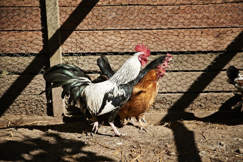 Ostello Rosengaarden Boderne Esterno foto